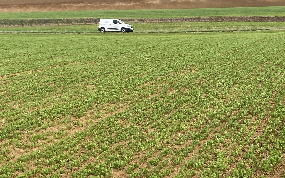 Nueva legumbre de La Criba de Valseca: las lentejas pardinas de producción propia